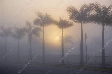 fog in florida