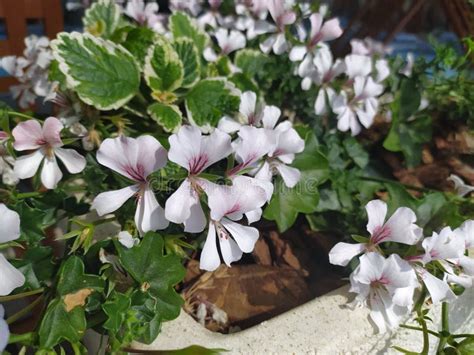 foglie geranio bianche