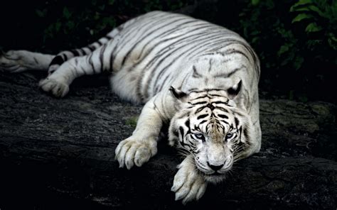 Fond Tigre Blanc Allongé Dans Le Noir Lors Tigre Blanc Fond D écran 3d - Tigre Blanc Fond D'écran 3d