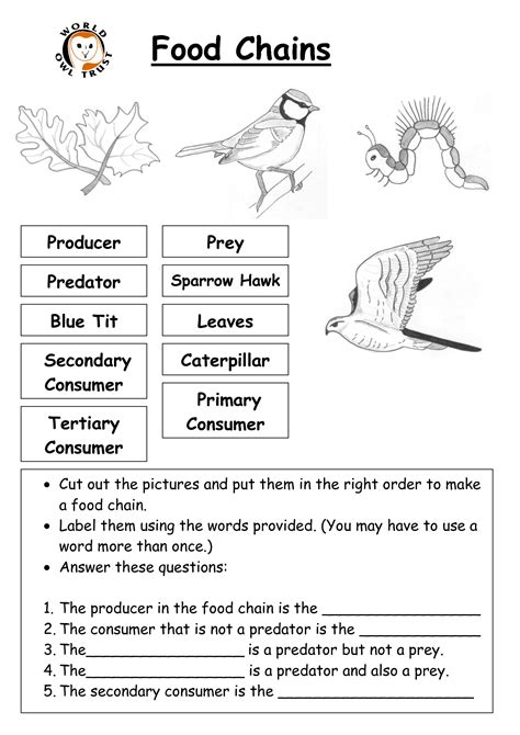 Food Chain 3rd Grade Worksheet   Food Chain Worksheets Free Printables Science Facts - Food Chain 3rd Grade Worksheet