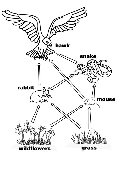 Food Chain Coloring Page Lessons Worksheets And Activities Food Chain Coloring Sheets - Food Chain Coloring Sheets