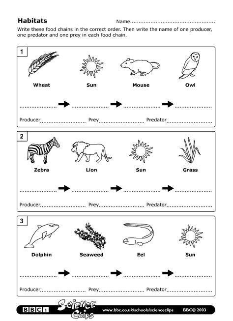 Food Chain Coloring Teaching Resources Tpt Food Chain Coloring Sheets - Food Chain Coloring Sheets