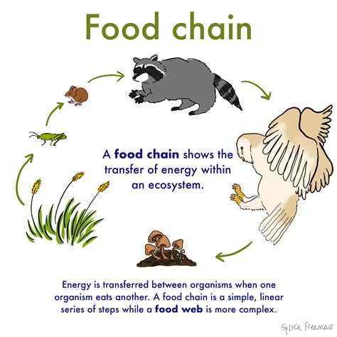 Food Chain Definition Amp Activities Food Web Examples Food Chain Activities And Lesson Plans - Food Chain Activities And Lesson Plans