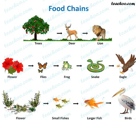 Food Chain Enchantedlearning Com Animals Food Chain Worksheet - Animals Food Chain Worksheet