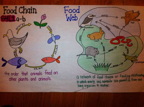 Food Chain Lesson Plan Ecosystems Interactions Energy And Food Chain Lesson Plan - Food Chain Lesson Plan
