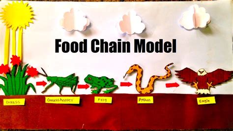 Food Chain Model