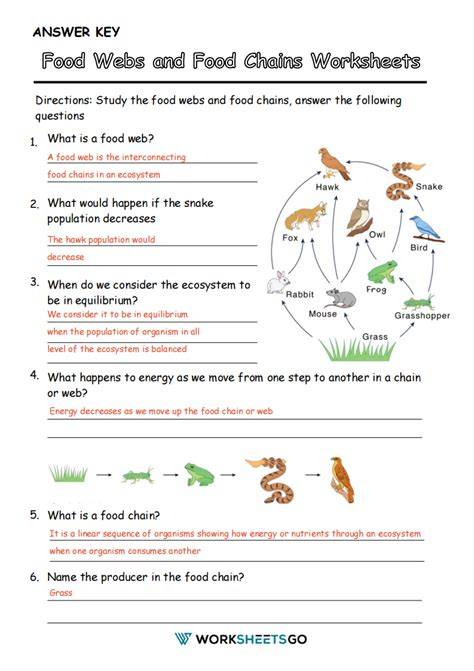 food chain quiz answer key multiple choice