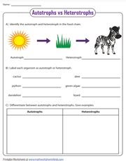 Food Chain Worksheets Autotrophs And Heterotrophs Worksheet - Autotrophs And Heterotrophs Worksheet