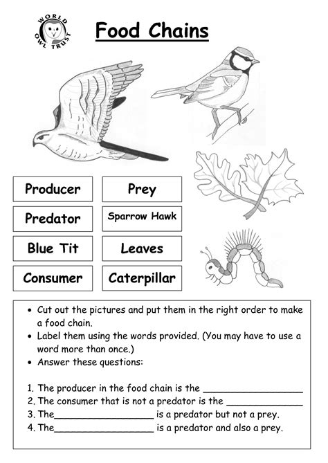 Food Chain Worksheets Free Printables Interdependence Worksheet 1st Grade - Interdependence Worksheet 1st Grade