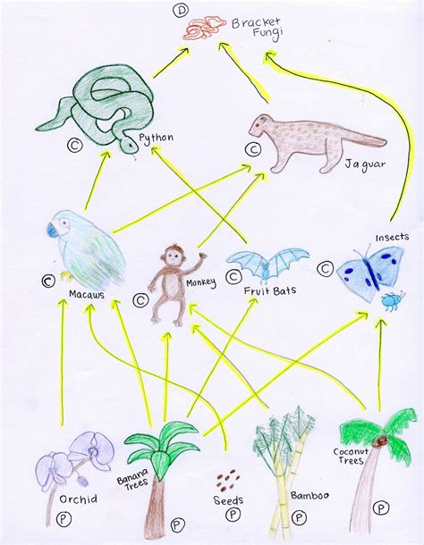 Food Chains Amp Food Webs Learning Center Grades Food Chain First Grade - Food Chain First Grade