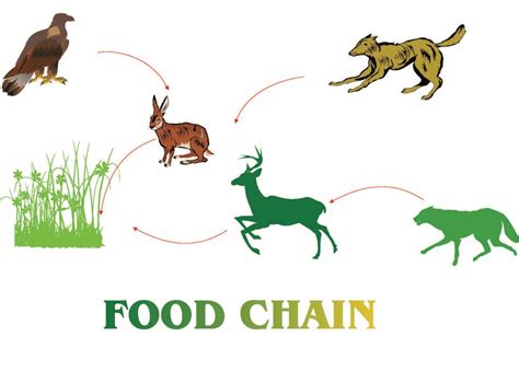 Food Chains Amp Food Webs Teaching Resources Teach Food Chain Activities And Lesson Plans - Food Chain Activities And Lesson Plans