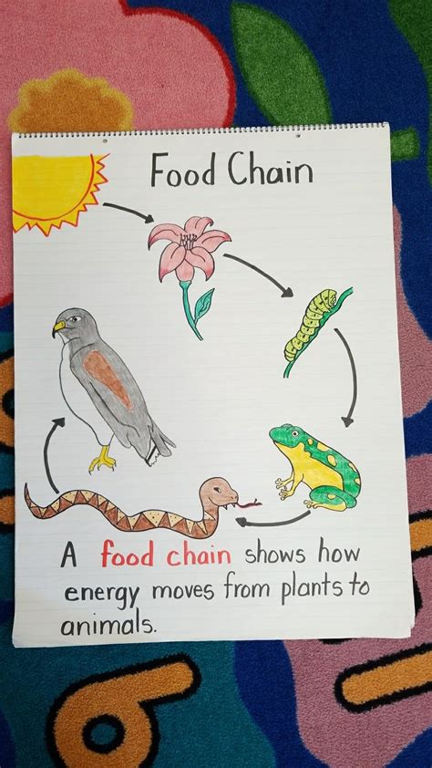 Food Chains And Webs 3rd Grade 4th Grade Food Chain 1st Grade - Food Chain 1st Grade