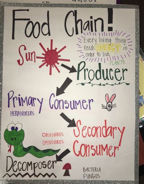 Food Chains Archives Glitter In Third Food Chain Activities For 3rd Grade - Food Chain Activities For 3rd Grade