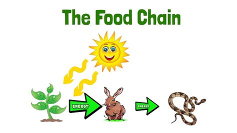 Food Chains For Kids Science For Kids Science Food Science For Kids - Food Science For Kids