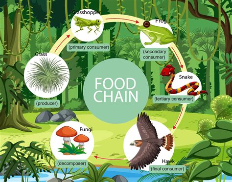 Food Chains In A Woodland 5th Grade Science 5th Grade Food Chain Worksheet - 5th Grade Food Chain Worksheet