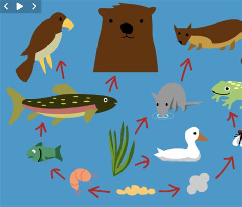 Food Chains Lesson Plan Interactions Energy And Dynamics Food Chain Activities And Lesson Plans - Food Chain Activities And Lesson Plans