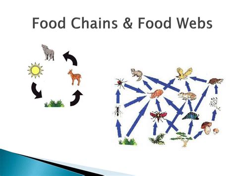 Food Chains Powerpoint Amp Google Slides For 3rd Food Chain Activity 3rd Grade - Food Chain Activity 3rd Grade