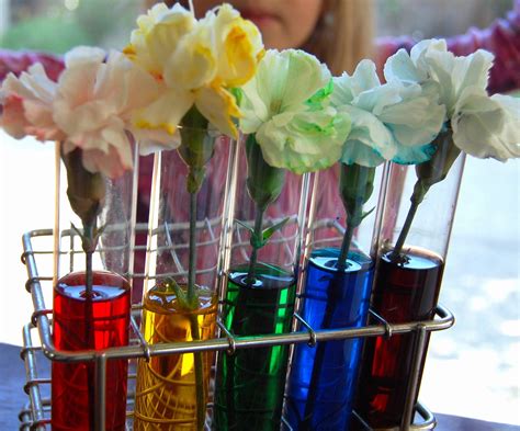 Food Coloring Flowers Science Experiment Science Experiments With Food Coloring - Science Experiments With Food Coloring