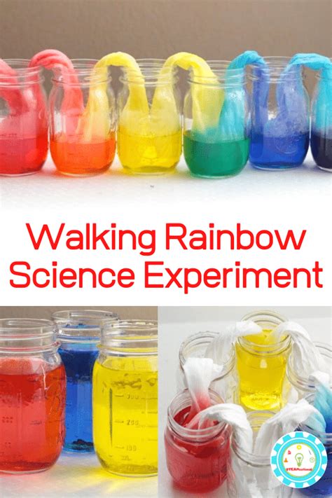 Food Coloring Science Experiment   Walking Rainbow Color Science Experiment Science Fun - Food Coloring Science Experiment