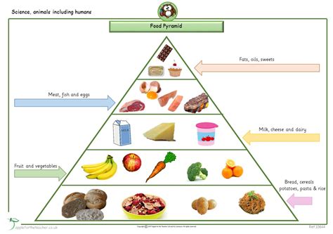 Food Pyramid Quiz Food Pyramid Science - Food Pyramid Science