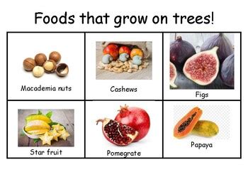Food That Grows On Trees Preschool   What Grows On Trees By Liza Charlesworth L - Food That Grows On Trees Preschool