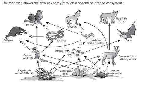 food web construction and manipulation answer key