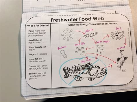 food web foldable