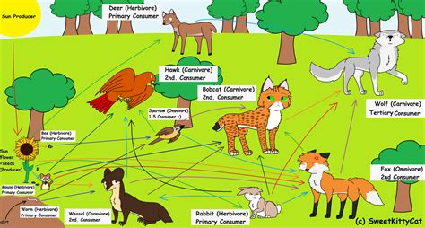 food web of temperate rainforest