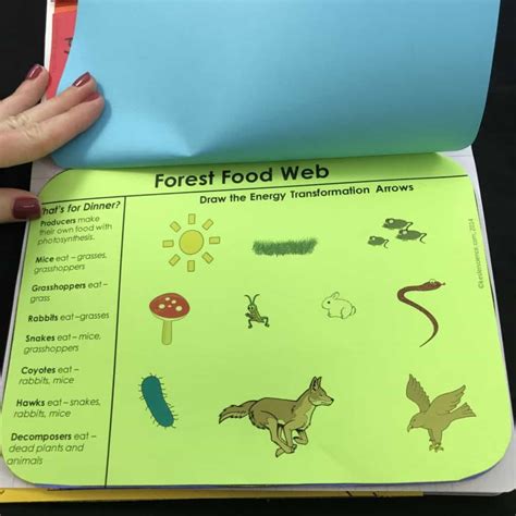Food Webs Lesson Plan A Complete Science Lesson Food Science Lesson Plans - Food Science Lesson Plans