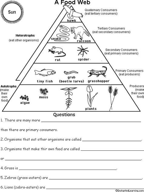 Read Online Food Chains Webs And Ecological Pyramids Worksheet Answers 