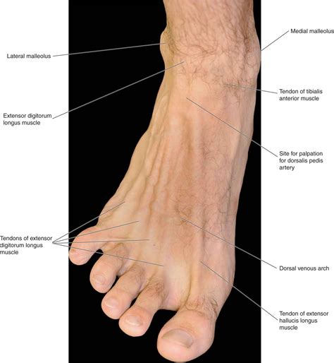 foot anatomy