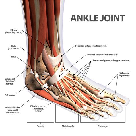 Foot Anatomy Injuries
