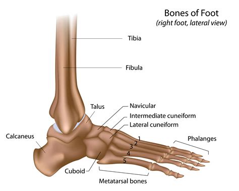 foot bone anatomy