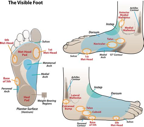 foot talus definition