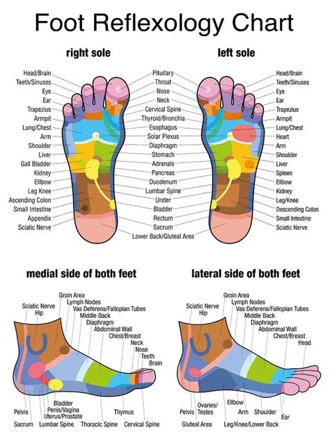 Foot Map Reflexology Chart