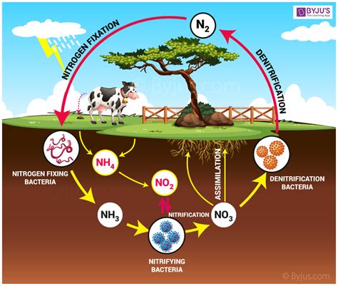 Fopulw Blogmamablog De Carbon And Nitrogen Cycle Worksheet - Carbon And Nitrogen Cycle Worksheet