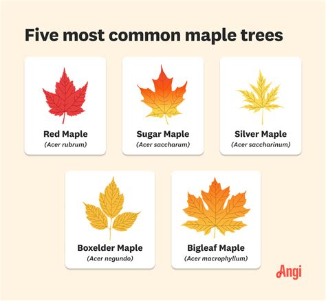For Maple Tree Of Class7