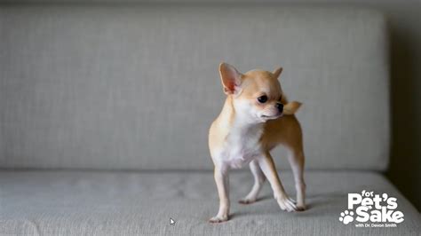 For Pet Sake