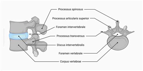 Foramina Intervertebralia