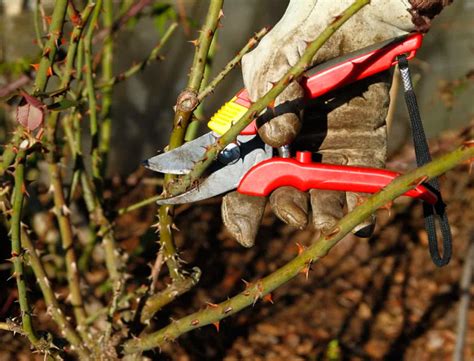 forbereda rosor infor vintern