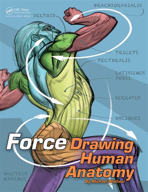 Force Drawing Human Anatomy