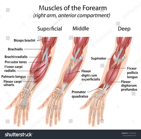 Forearm Muscles Labeled