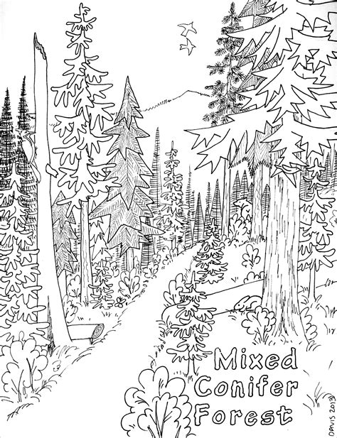Forest Coloring Coloring Pages Coloring Pages Forest Scene - Coloring Pages Forest Scene