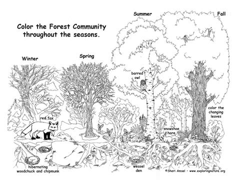 Forest Community Throughout The Year 8211 Coloring Nature Forest Habitat Coloring Pages - Forest Habitat Coloring Pages