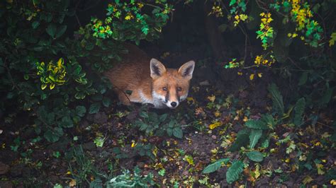 forest fox nude