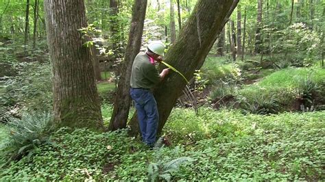 Forestry Calculation Dbh From Stump Diameter