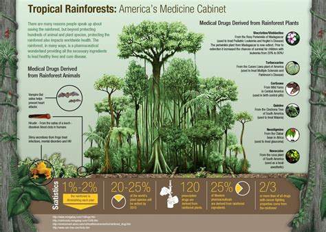 Forests And Rainforests Web Directory Odp Org Gt Rainforest Science - Rainforest Science