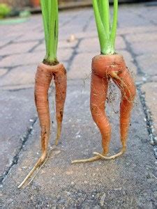 forked