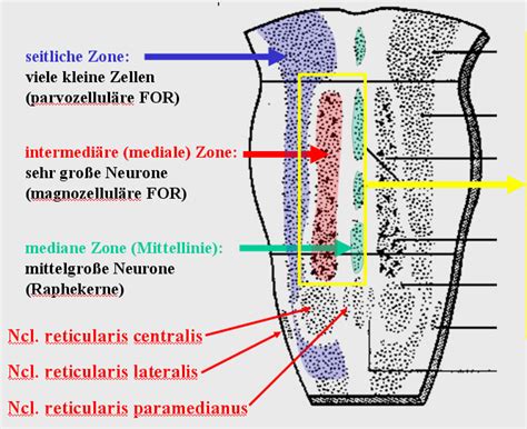 formatio reticularis