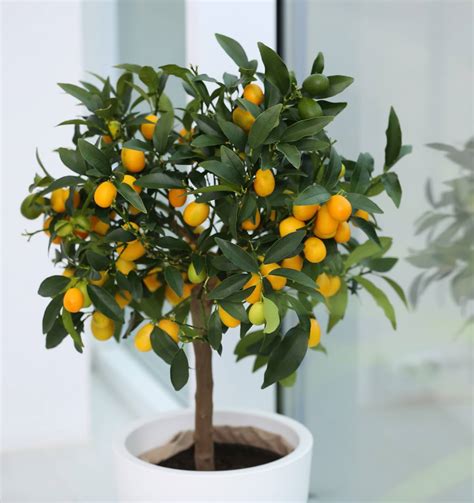 fortunella | PDF Antiobesity and body weight reducing effect